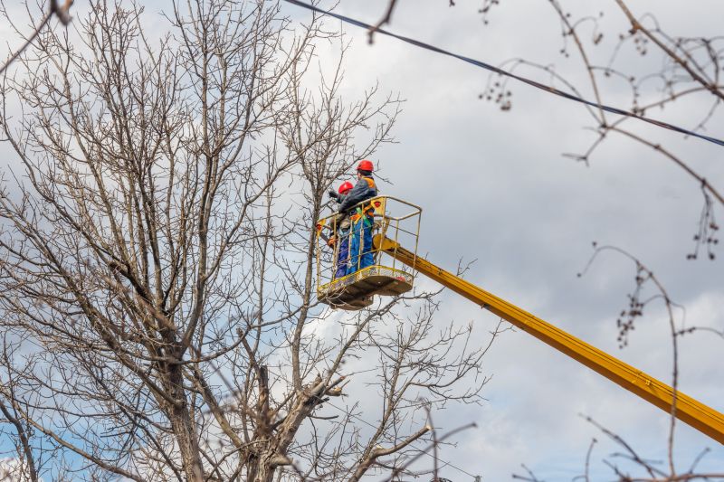 Local River Birch Trimming pros at work