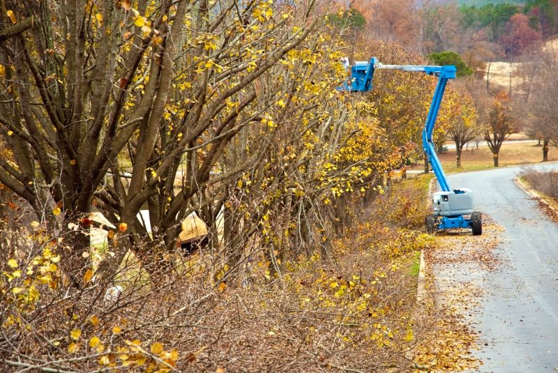 River Birch Trimming