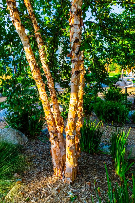 River Birch Trimming
