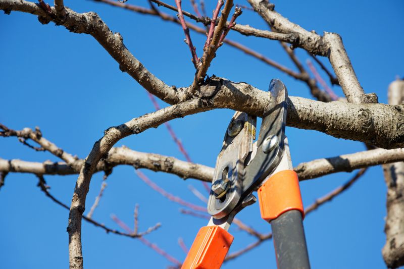 Removing Dead or Diseased Limbs
