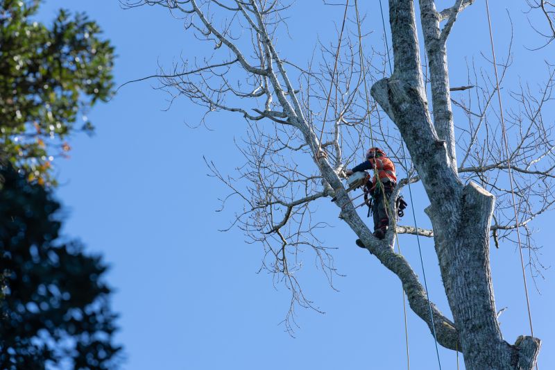 Tree care consultation