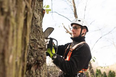 Consultation with arborist
